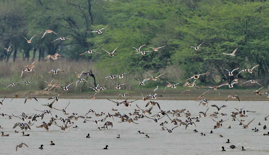 Sultanpur Bird Sanctuary